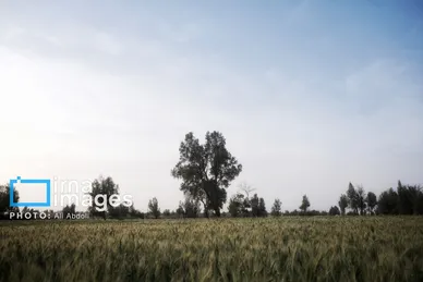 گزارش تصویری | ورود آب به سیستان پس از سال‌ها خشکسالی