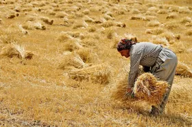 افزایش ۳۸ درصدی خرید تضمینی گندم مازاد بر نیاز کشاورزان در خراسان&zwnj;رضوی