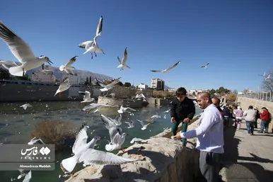 مرغان دریایی سیبری؛ میهمان زمستانی شیرازی‌ها