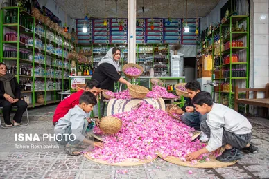 گزارش تصویری | برداشت گل محمدی و تهیه گلاب به یاد دانش‌آموزان شهید میناب - میمند