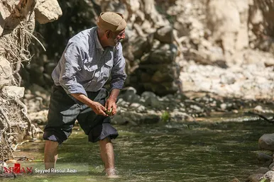 برداشت گردو در اطراف شهر درگز