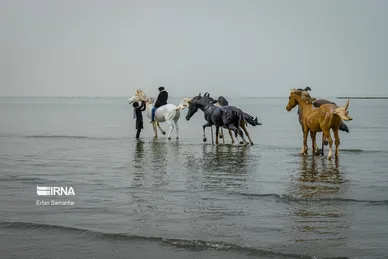 ایران زیباست | سواحل خلیج فارس