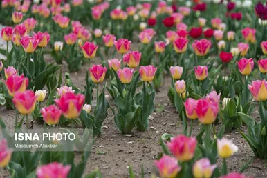 ایران زیباست | دهمین جشنواره لاله‌های کرج