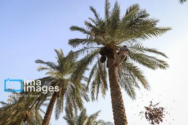 ایران زیباست | برداشت خرما از نخلستان های کارون