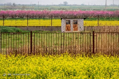 رنگ و بوی شکوفه های بهاری در رامیان گلستان