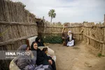 مزرعه گل شب‌بو در شهرستان حمیدیه