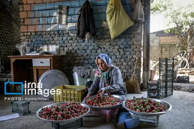 گزارش تصویری | بهارِ سرخ شفیع‌آباد