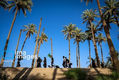 گزارش تصویری | پیاده روی در مسیر نخلستان‌های عراق