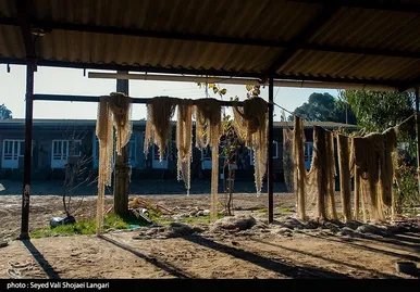 صید ماهی استخوانی - مازندران