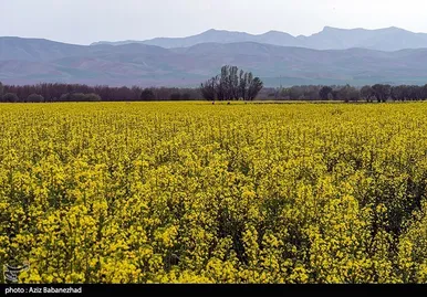 ایران زیباست | کشت کلزا در شهرستان سلسله - لرستان