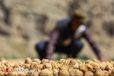 برداشت گردو در اطراف شهر درگز