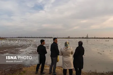 ایران زیباست | جای خالی قوهای مهاجر در تالاب سرخ‌رود