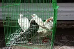 آتش‌سوزی مغازه «پرنده‌فروشی» در خیابان توحید مشهد/بخاری گازی بدون دودکش ده‌ها پرنده را به کشتن داد!