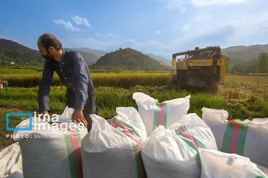 ایران زیباست | برداشت برنج در ارتفاعات مازندران