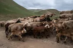 قندوز در آستانه بهار + عکس