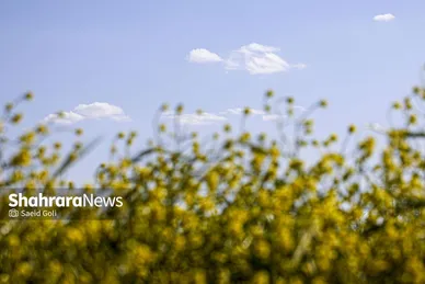 گزارش تصویری | مزارع «کلزا» در نزدیکی مشهد
