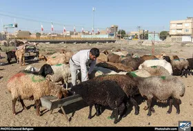 مردم خراسان&zwnj;رضوی ۱۵۰۰ رأس دام به کمیته امداد اهدا کردند