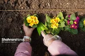 کاشت ۱.۷ میلیون بوته گل پاییزه در مشهد