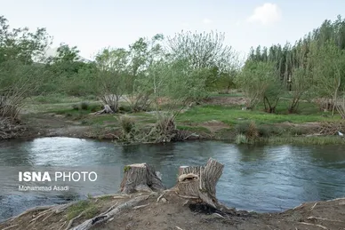 گزارش تصویری | قطع گسترده درختان روستای «اسکان» - شازند