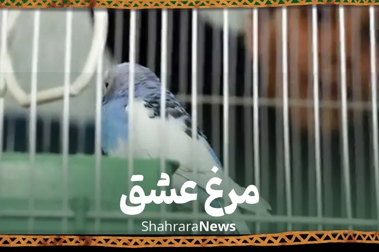 ویدئو | مرغ عشق‌هایی که سبب نوکری شدند
