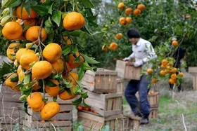برآورد تولید ۸ میلیون تن مرکبات برای سال ۱۴۰۳