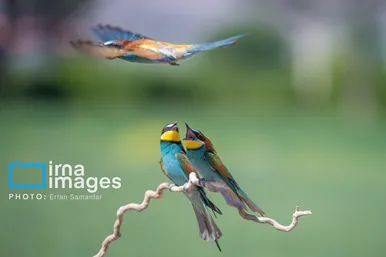 گزارش تصویری | پرنده‌ای به نام زنبور خوار اروپایی