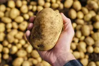 دلایل کمبود و گرانی سیب‌زمینی تا ۶۰ هزار تومان چه بود؟ (۷ بهمن ۱۴۰۳)