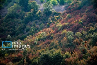 گزارش تصویری | خشکسالی در جنگل‌های هیرکانی گلستان