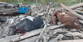 تلف شدن ۱۱۵۰ راس دام و خسارت به ۲۷۰ جایگاه دامی آذربایجان شرقی