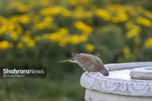 پیش‌بینی هواشناسی مشهد و خراسان رضوی امروز (یکشنبه، ۲۹ شهریور ۱۴۰۵) | تا سه‌شنبه همچنان هوا گرم است