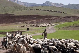 سهم عشایر در تولید گوشت قرمز خراسان رضوی ۱۳.۵ درصد است