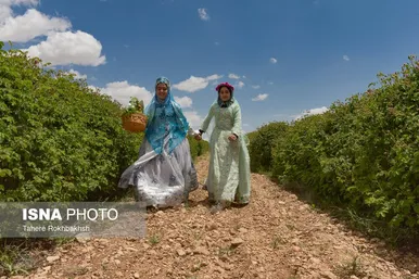 ایران زیباست | جشنواره گل و گلابگیری میمند در استان فارس