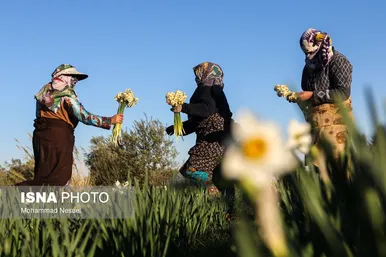ایران زیباست | مزرعه گل نرگس - گلستان