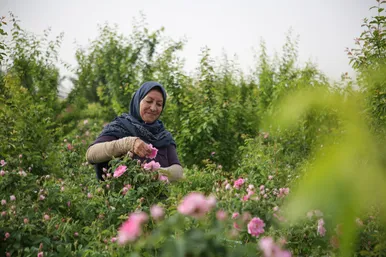 برداشت گل محمدی در روستای فرخد