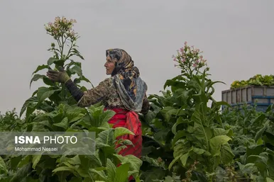 گزارش تصویری | برداشت توتون در گلستان