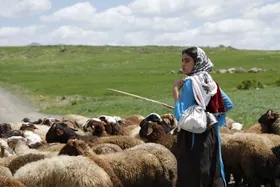 جشنواره یوکی &laquo;اتریش&raquo; به &laquo;دشت می&zwnj;خواند&raquo; جایزه داد