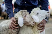 ۳۱ درصد هر دام، ضایعات خطرناک | فاجعه چرخش بیماری با کشتار خانگی در عید قربان