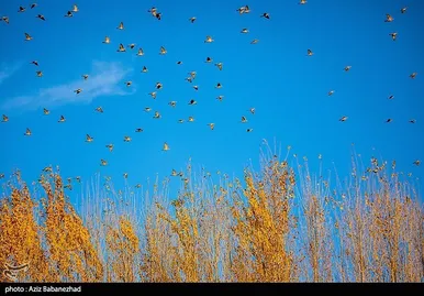 ایران زیباست | پرواز کبوترها در روزهای پاییزی