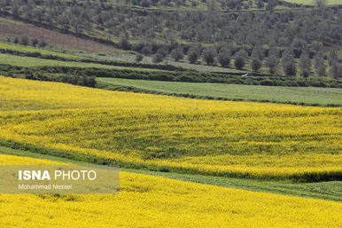 ایرانِ زیبا | «کلزای» بهاری در گلستان