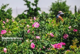 عربستان سعودی، گل محمدی ایران را به نام خود ثبت جهانی کرد