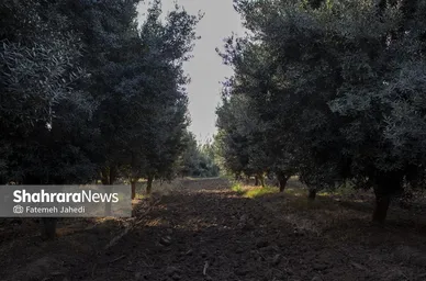 گزارش تصویری | برداشت زیتون در باغ‌های حاجیکلاته شهرستان علی‌آباد کتول