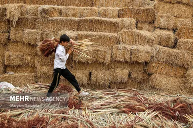 گزارش تصویری | جاروبافی در روستای ملاحسن