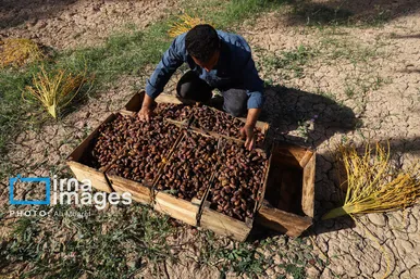 ایران زیباست | برداشت خرما از نخلستان های کارون