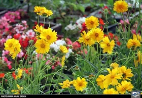 بیش از ۱۱۰ هزار گل و گونه کم&zwnj;نظیر در بیست&zwnj;ودومین نمایشگاه گل و گیاه مشهد