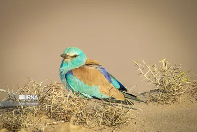 روز جهانی پرندگان مهاجر