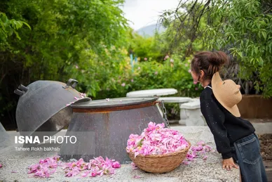 گزارش تصویری | برداشت گل محمدی و تهیه گلاب به یاد دانش‌آموزان شهید میناب - میمند