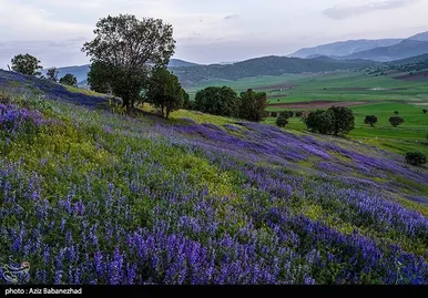 ایران زیباست | دشت گل‌های بنفش در شهرستان خرم آباد