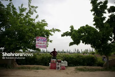 برداشت گل محمدی در روستای فرخد در نزدیکی مشهد