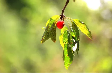 برداشت گیلاس در کشمیر