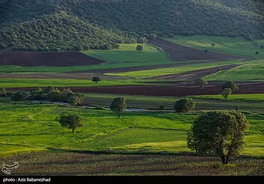 ایران زیباست | دشت گل‌های بنفش در شهرستان خرم آباد